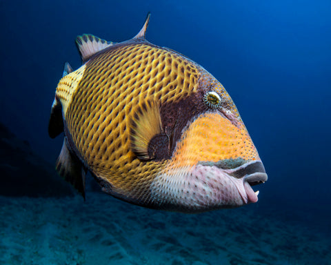 Triggerfish