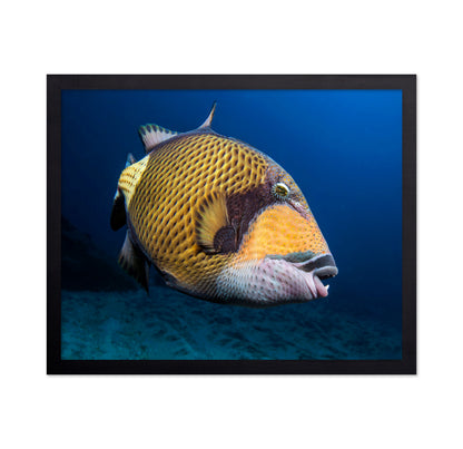 Triggerfish