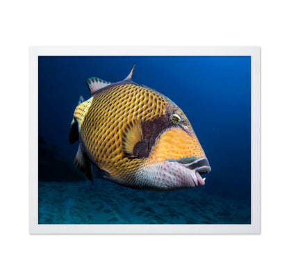 Triggerfish