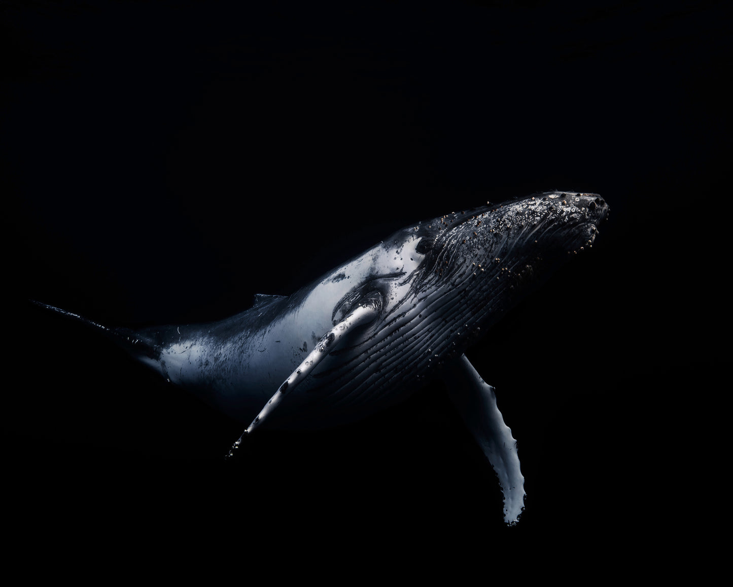 Black & Whale