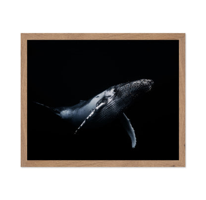Black & Whale