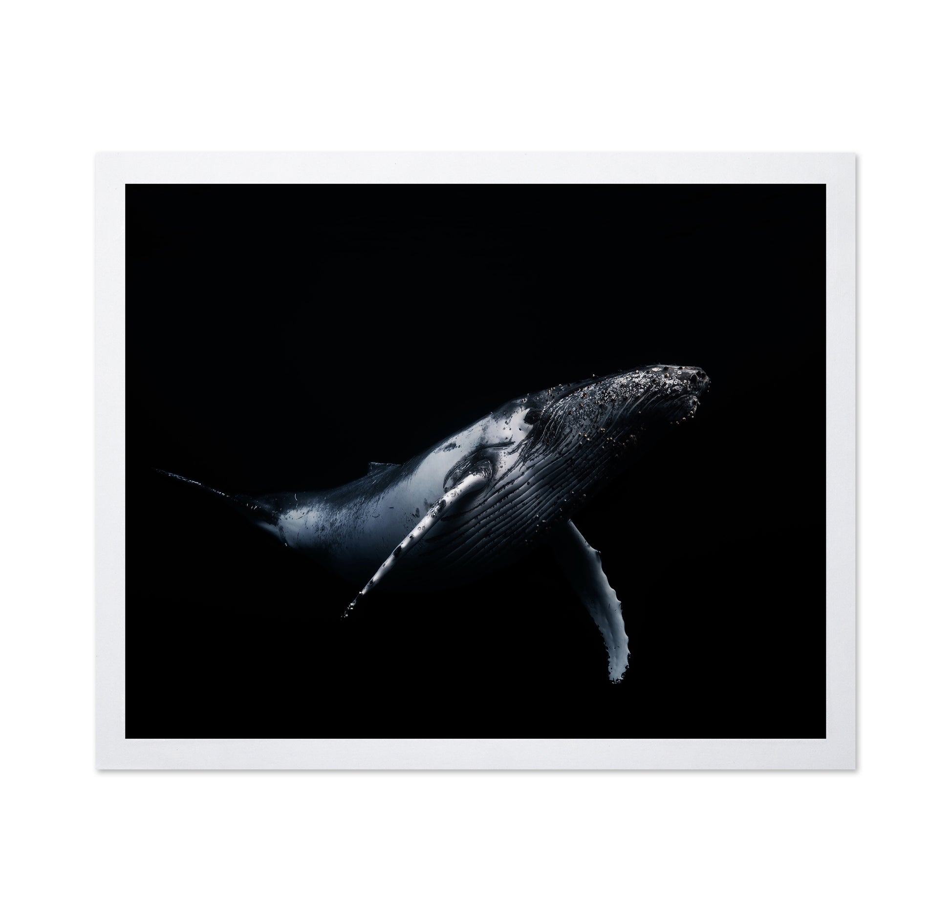 Black & Whale