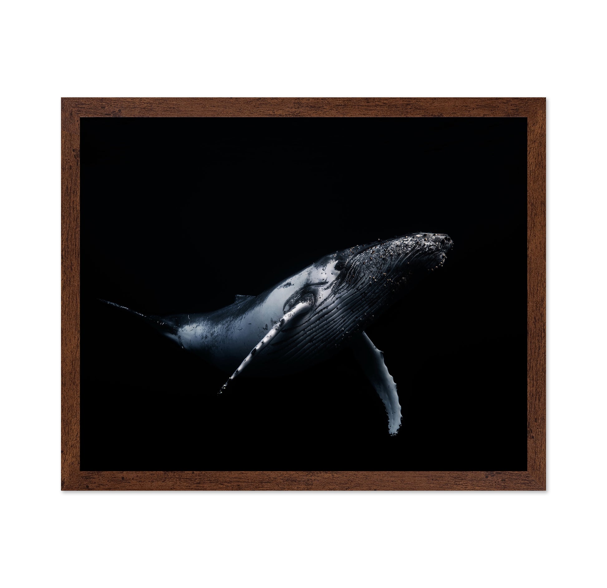 Black & Whale