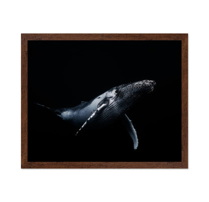 Black & Whale