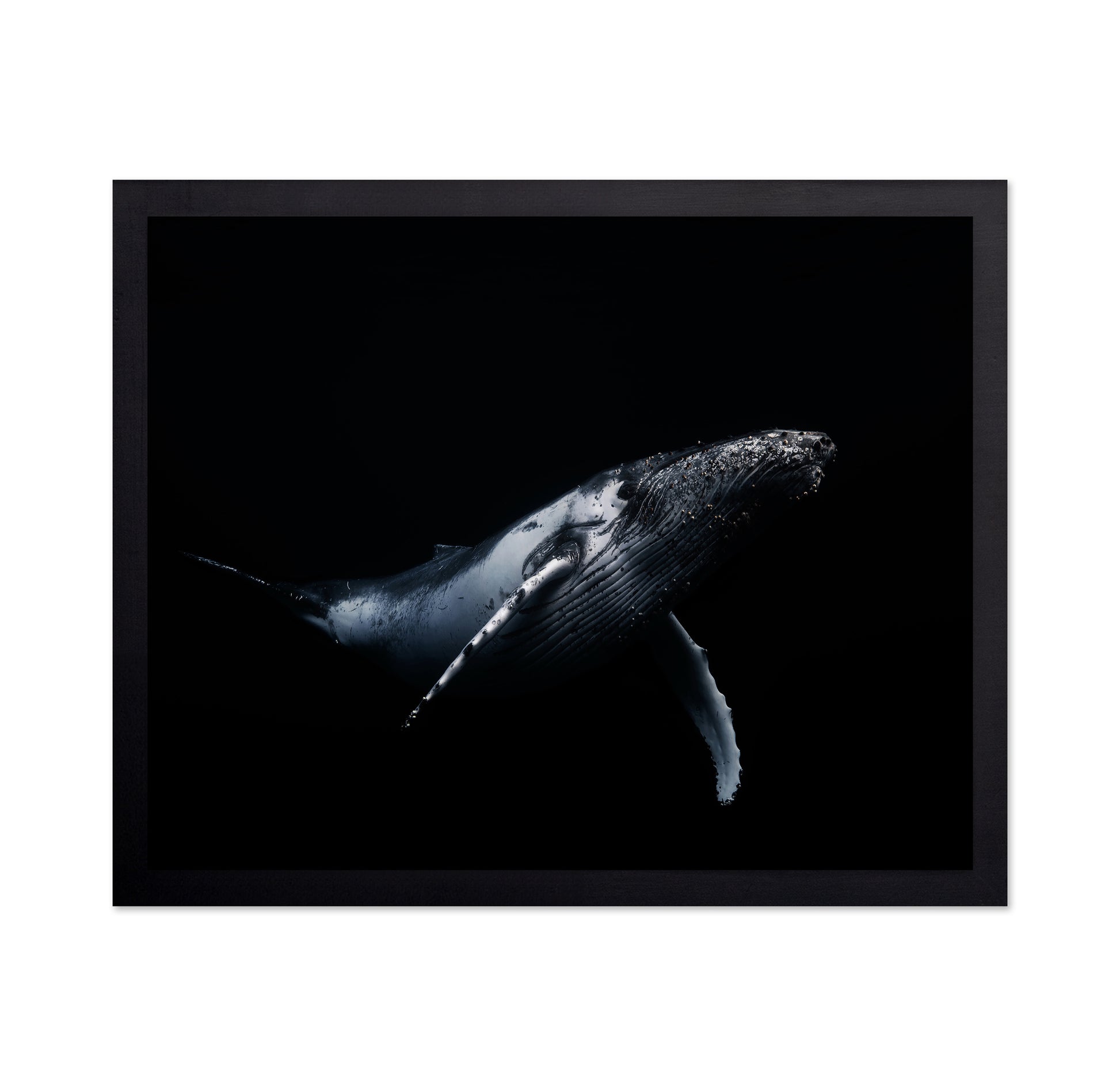 Black & Whale