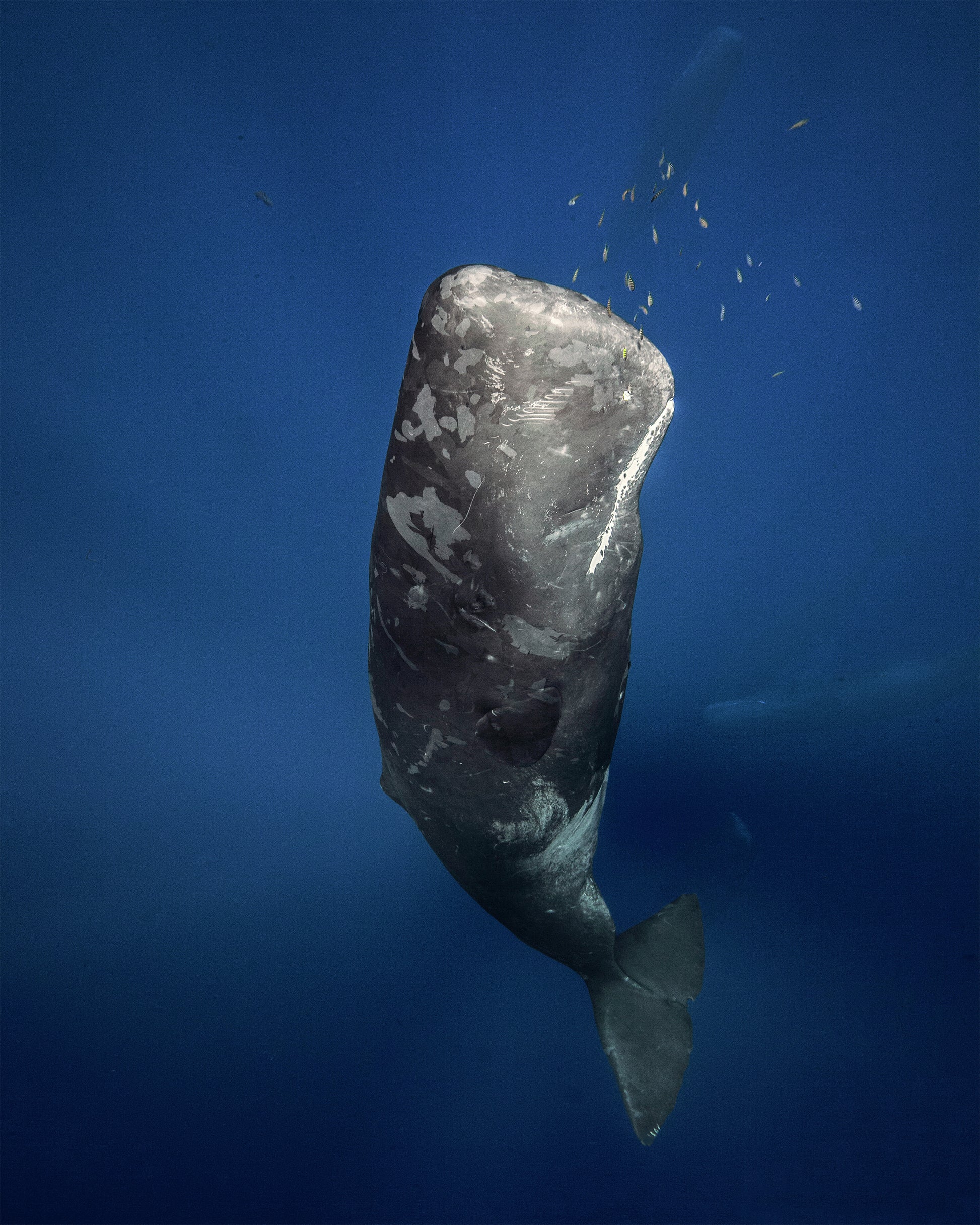 Candle Sperm Whale