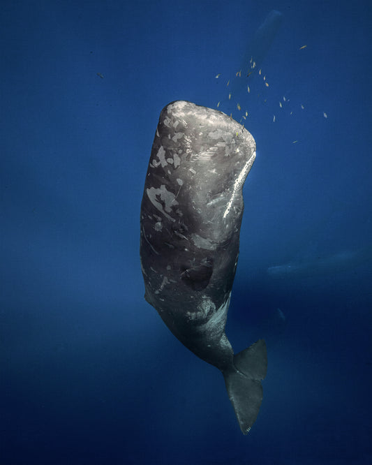 Candle Sperm Whale