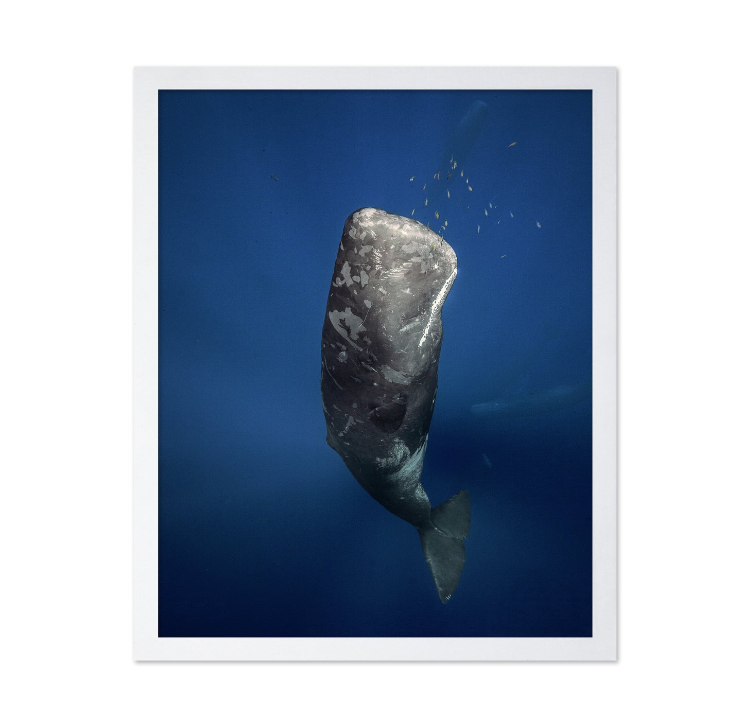 Candle Sperm Whale
