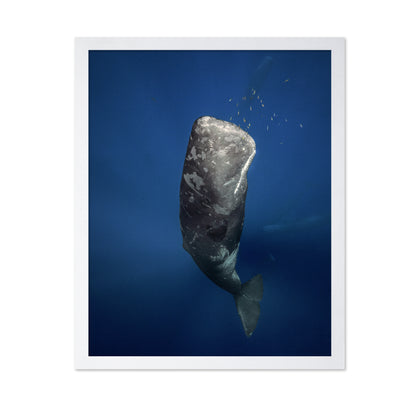 Candle Sperm Whale