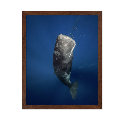 Candle Sperm Whale