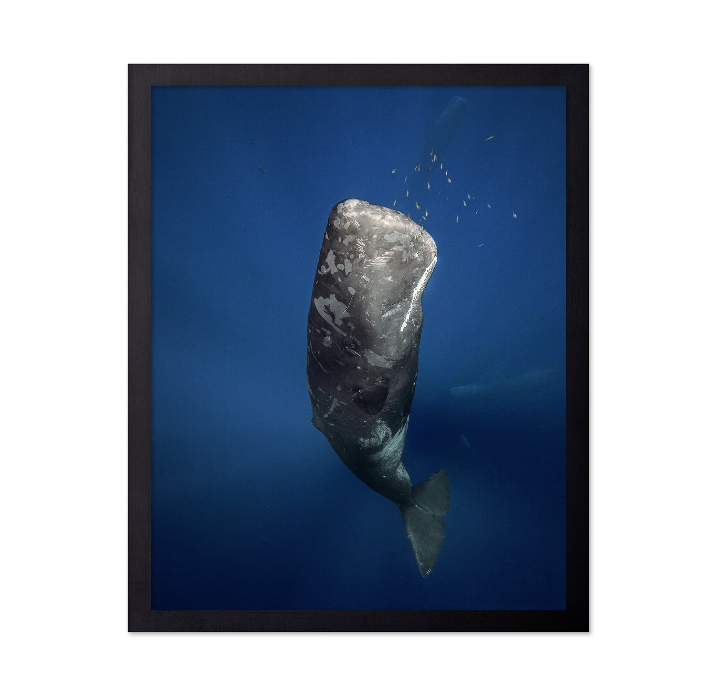 Candle Sperm Whale