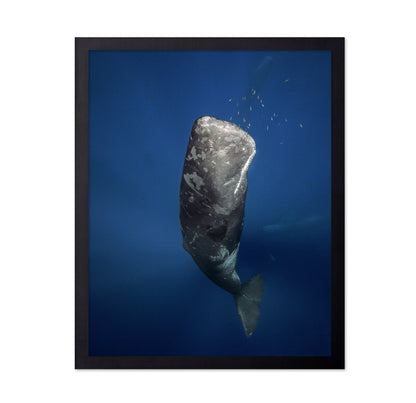 Candle Sperm Whale