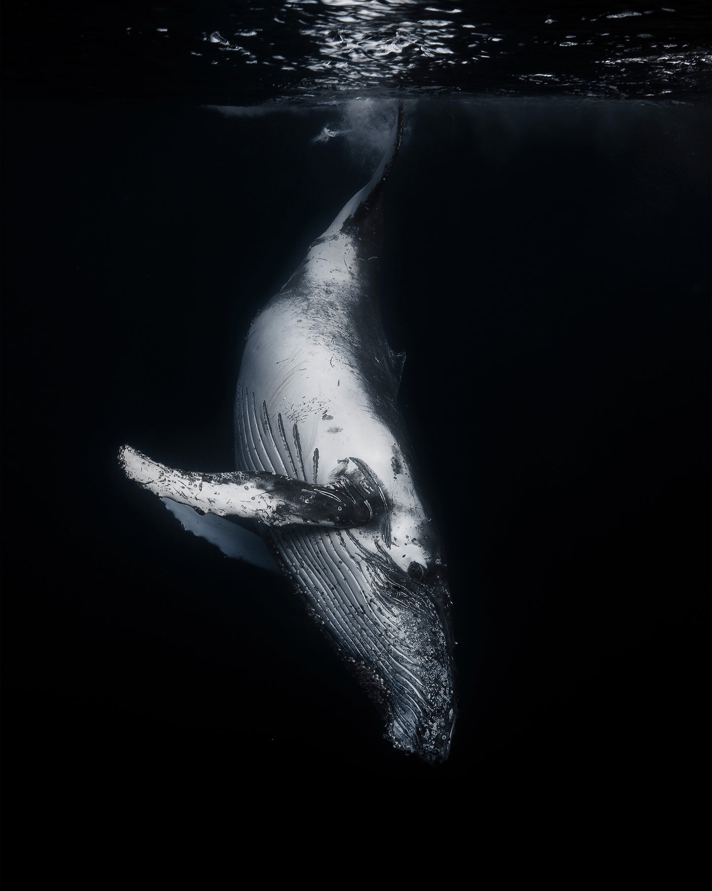 Black Whale