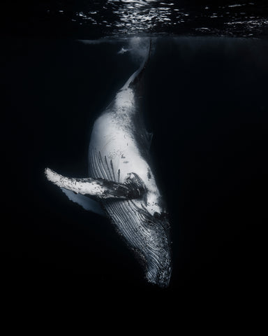 Black Whale