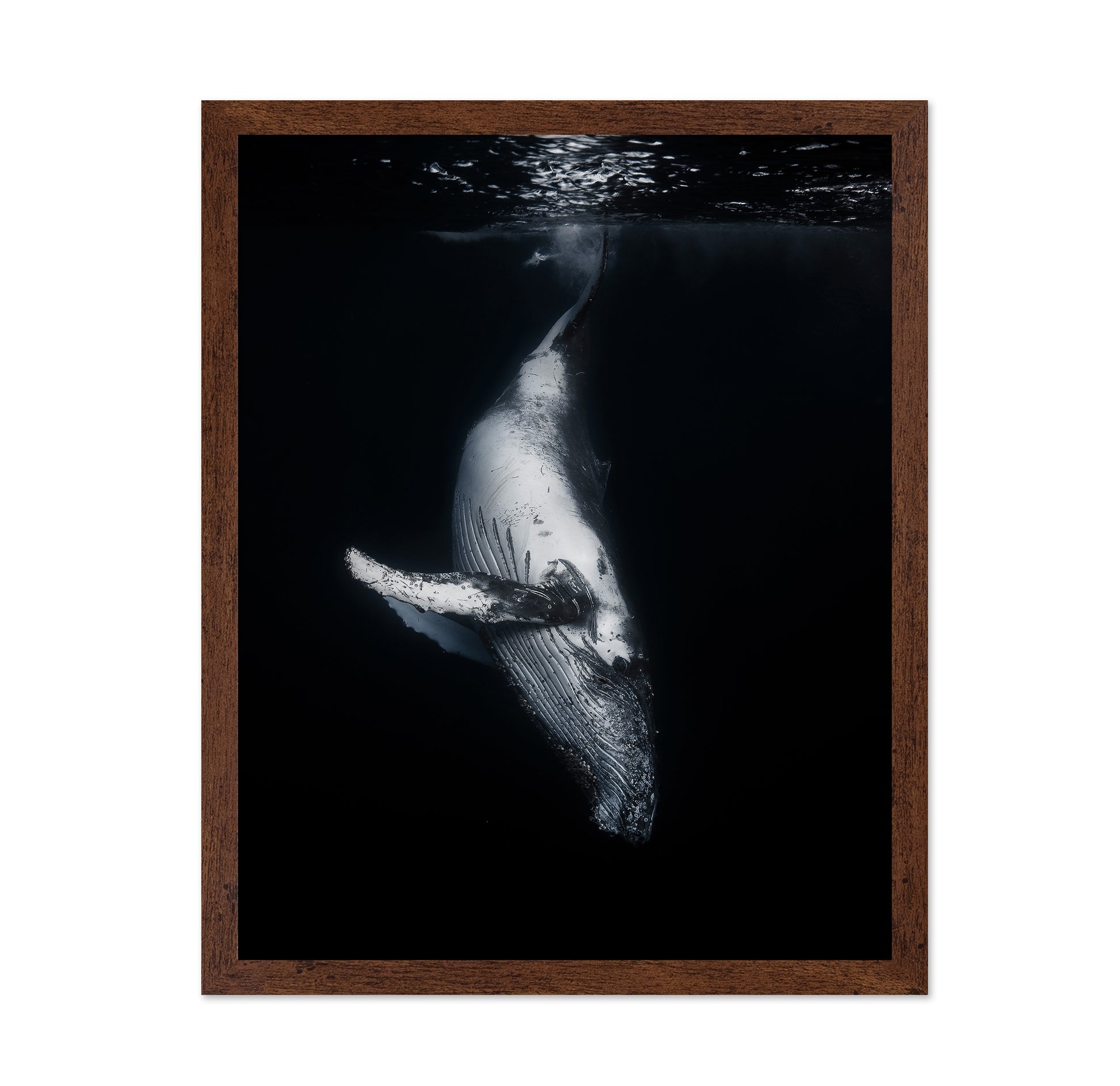 Black Whale