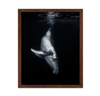 Black Whale