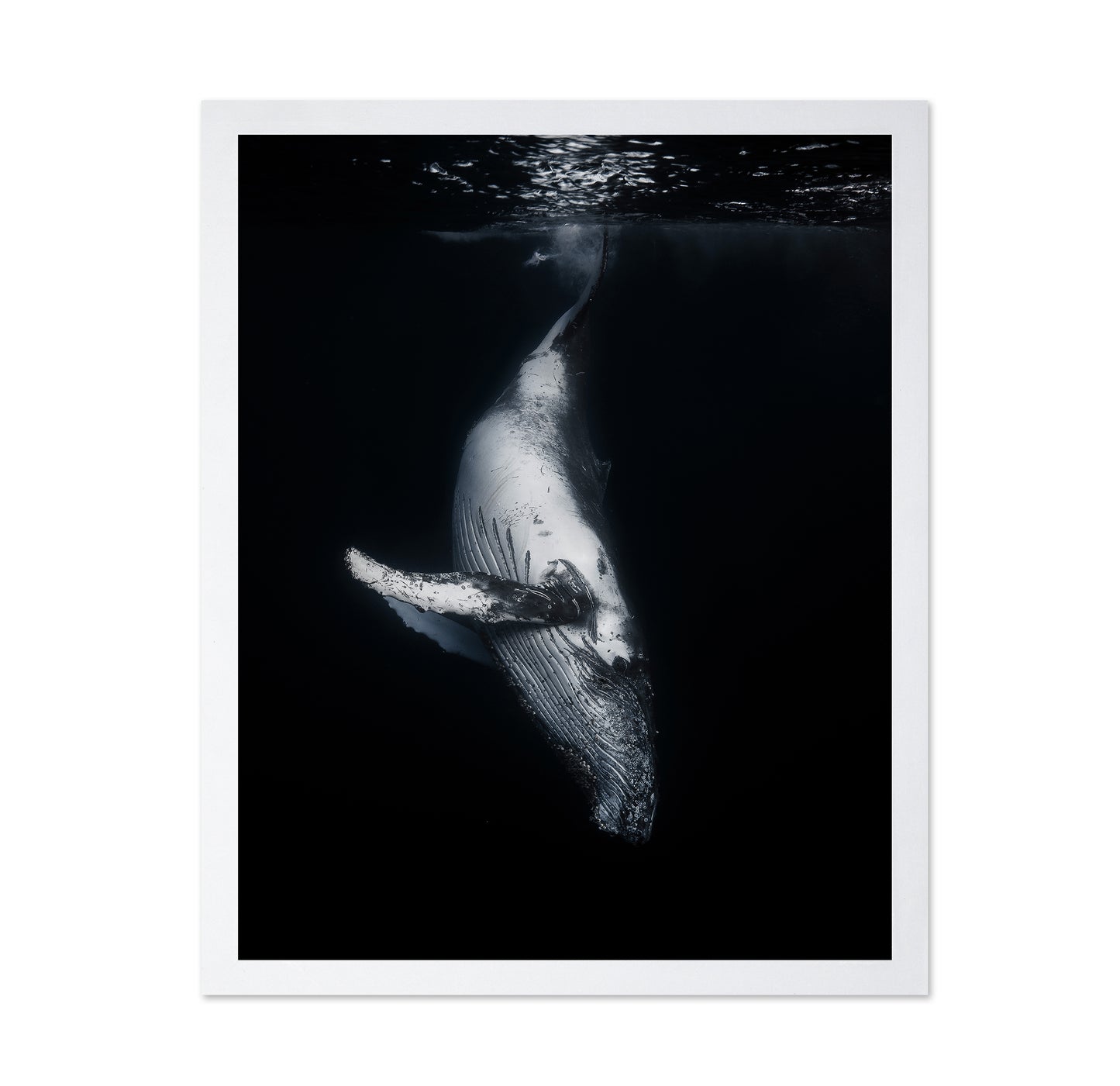 Black Whale