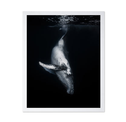 Black Whale