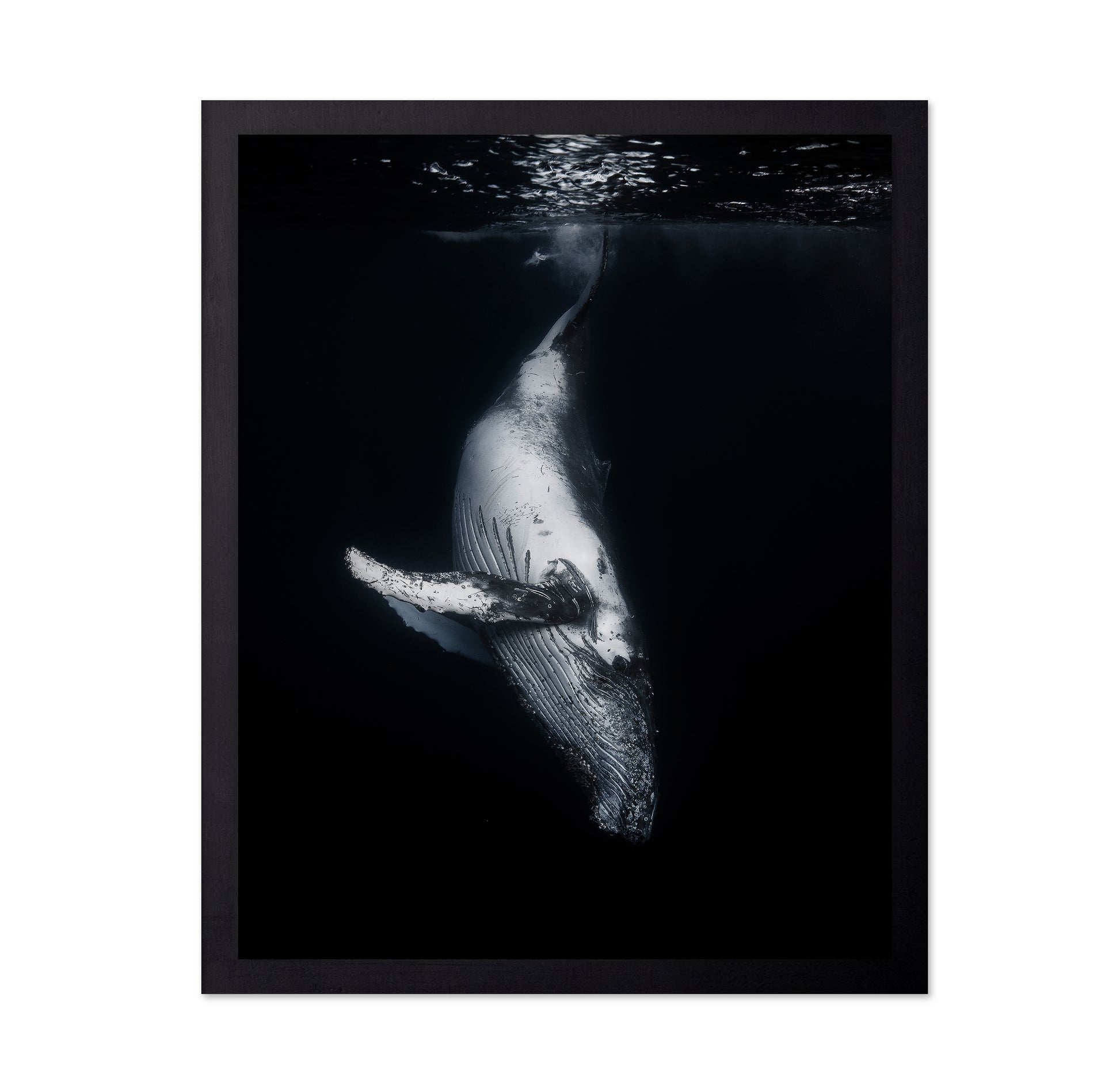 Black Whale