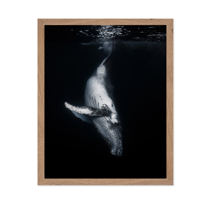 Black Whale