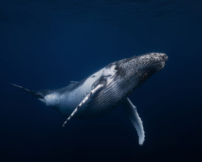 Humpback Whale In Blue