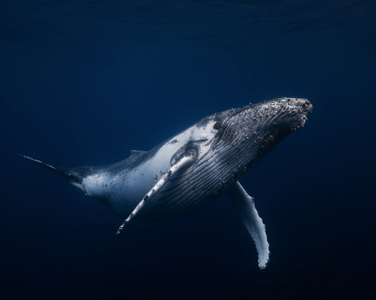 Humpback Whale In Blue