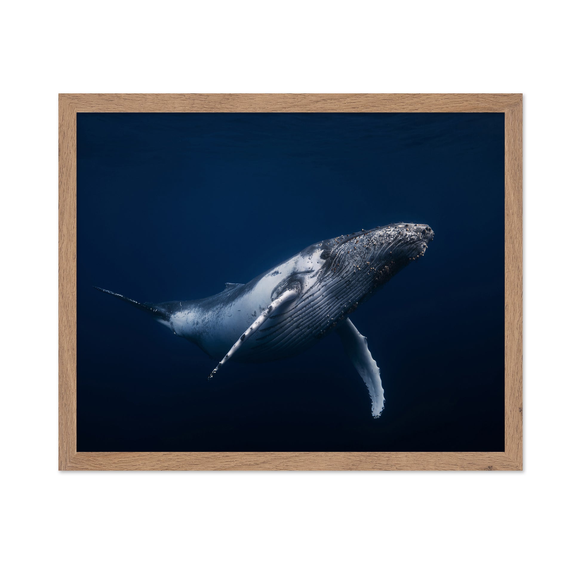 Humpback Whale In Blue
