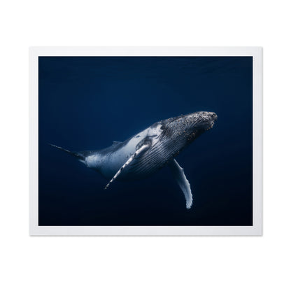 Humpback Whale In Blue