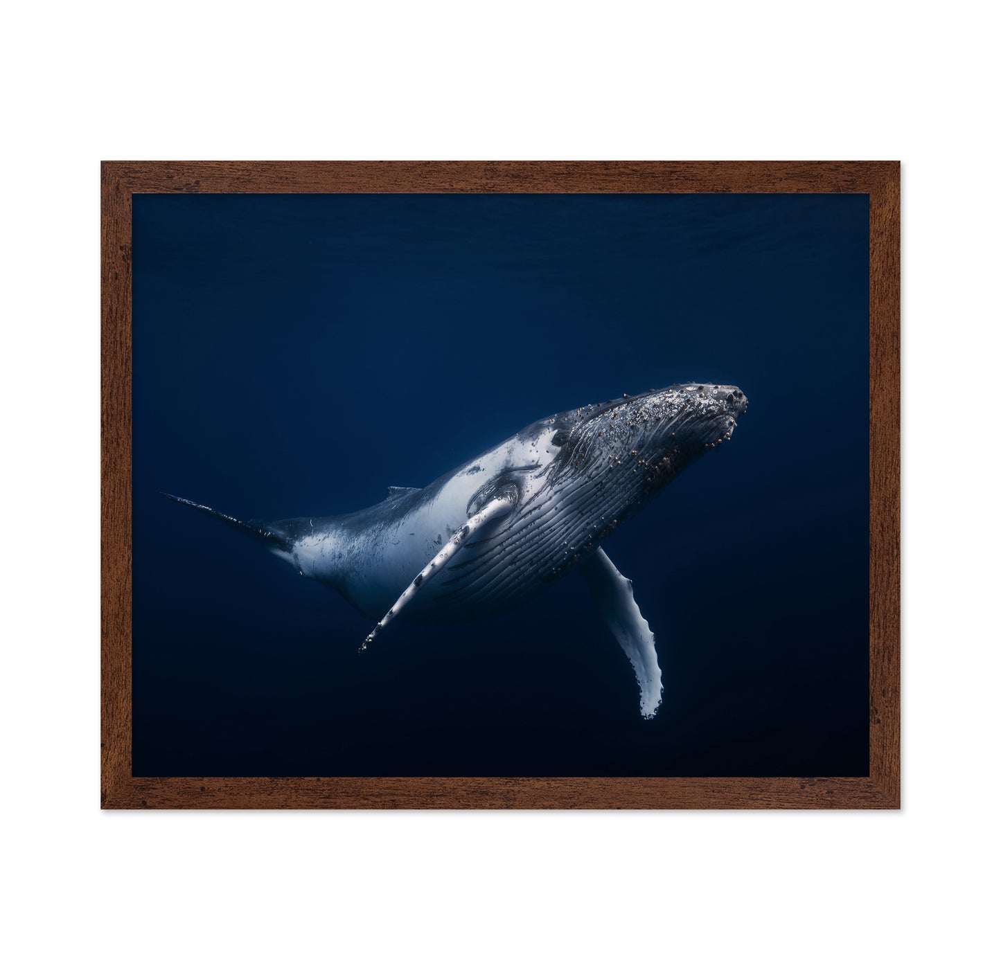 Humpback Whale In Blue