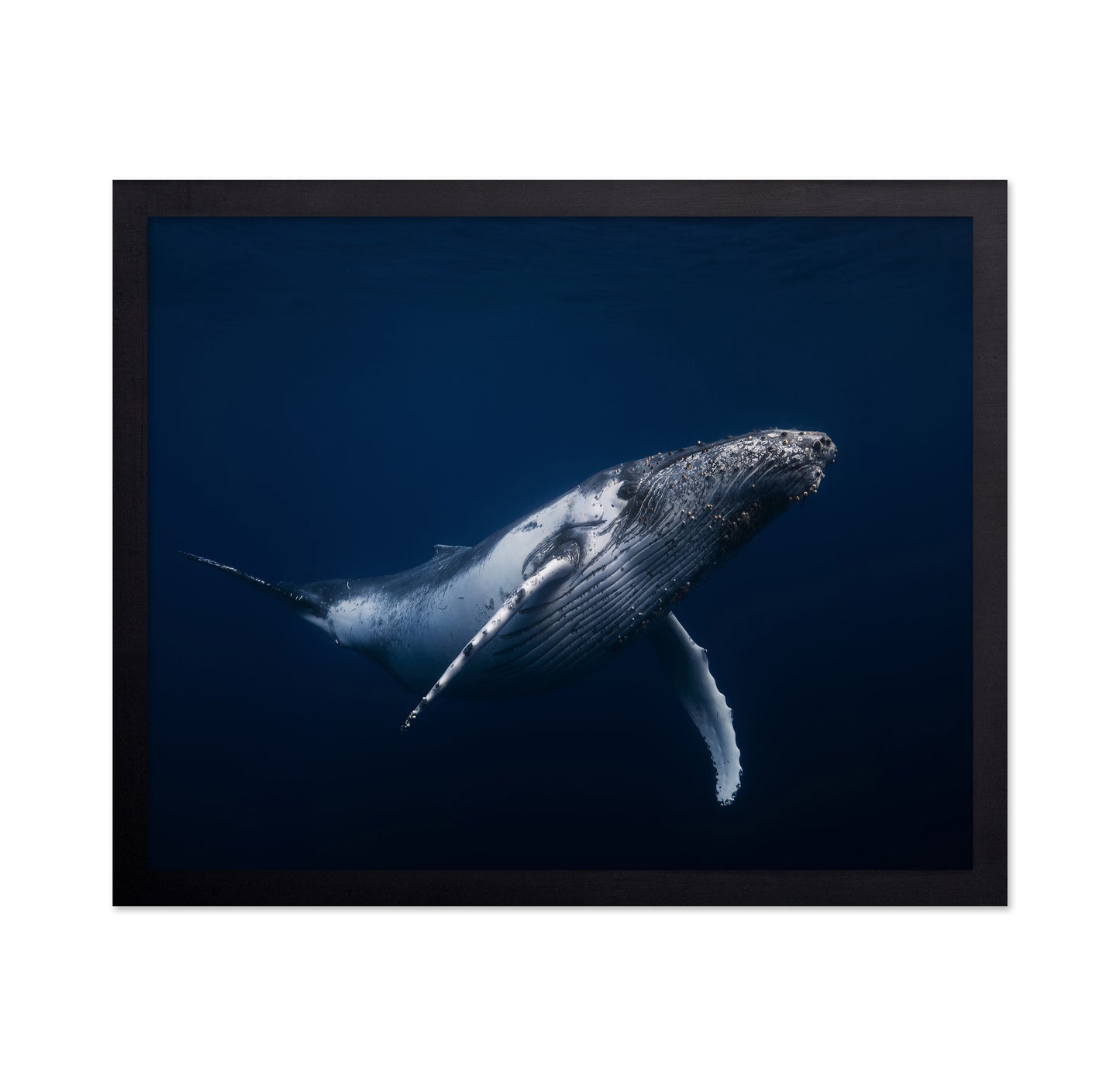 Humpback Whale In Blue