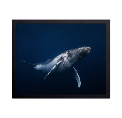 Humpback Whale In Blue