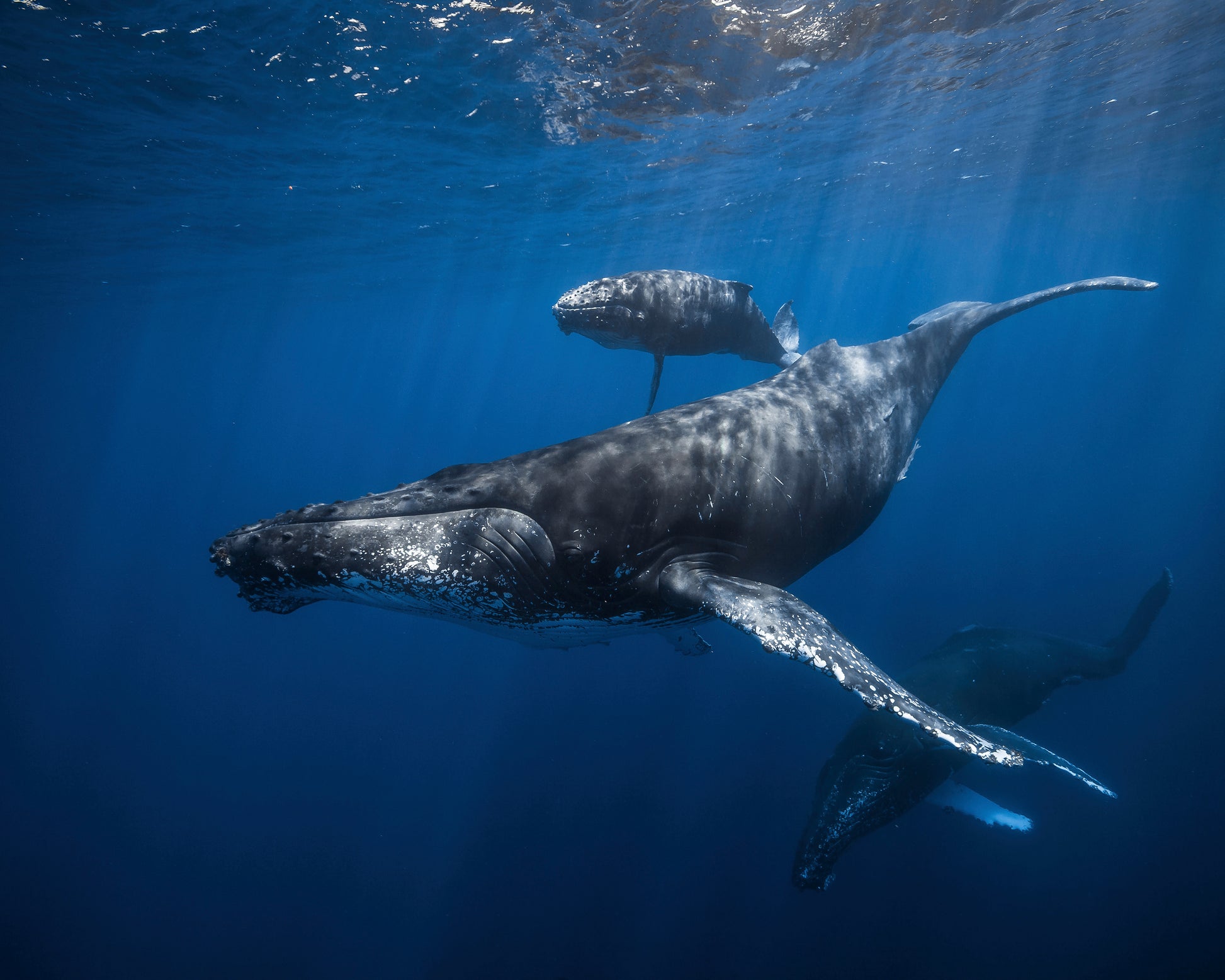 Humpback Whale Family's