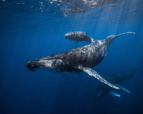 Humpback Whale Family's