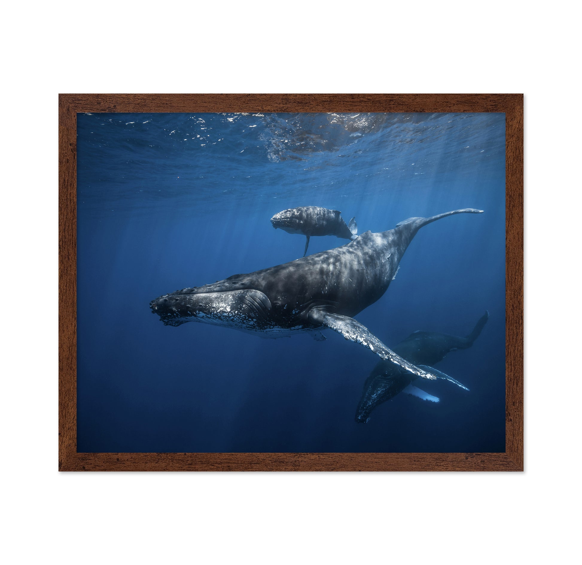 Humpback Whale Family's