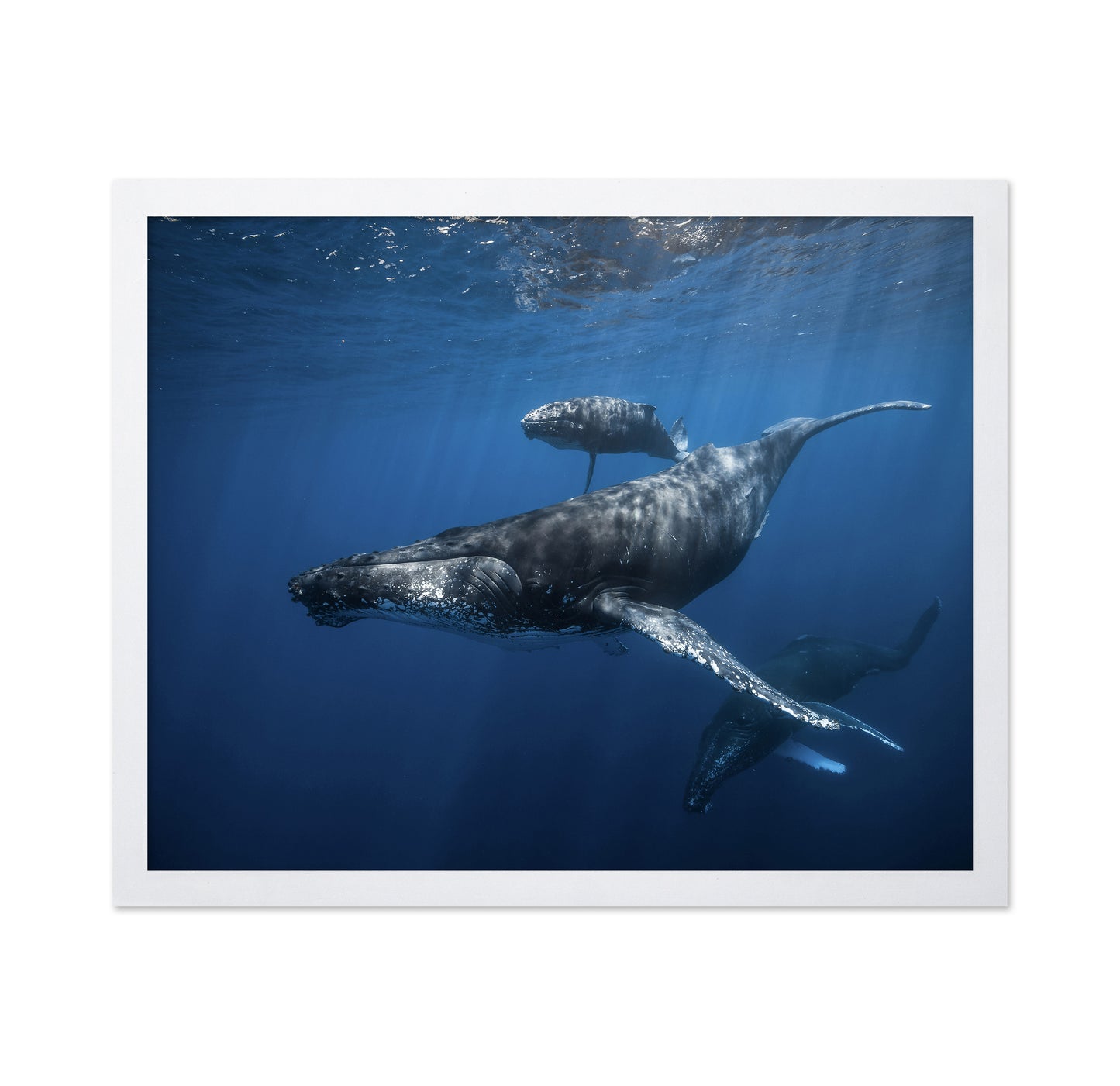 Humpback Whale Family's