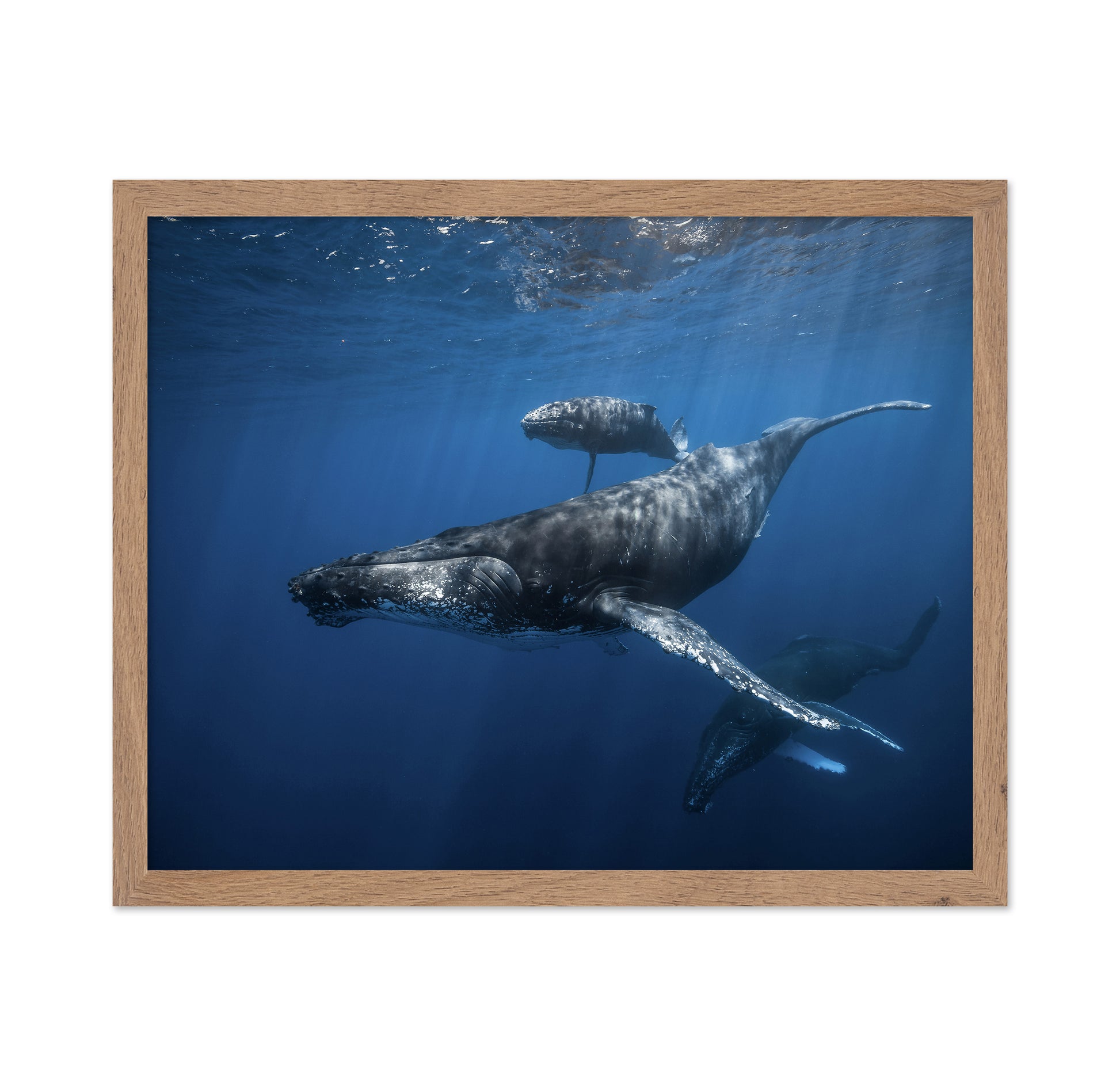 Humpback Whale Family's