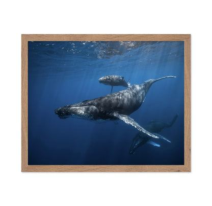 Humpback Whale Family's