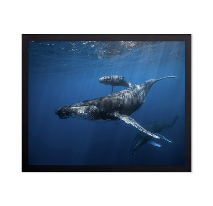 Humpback Whale Family's