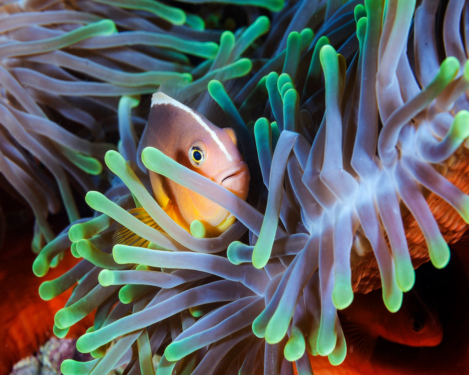 Clownfish