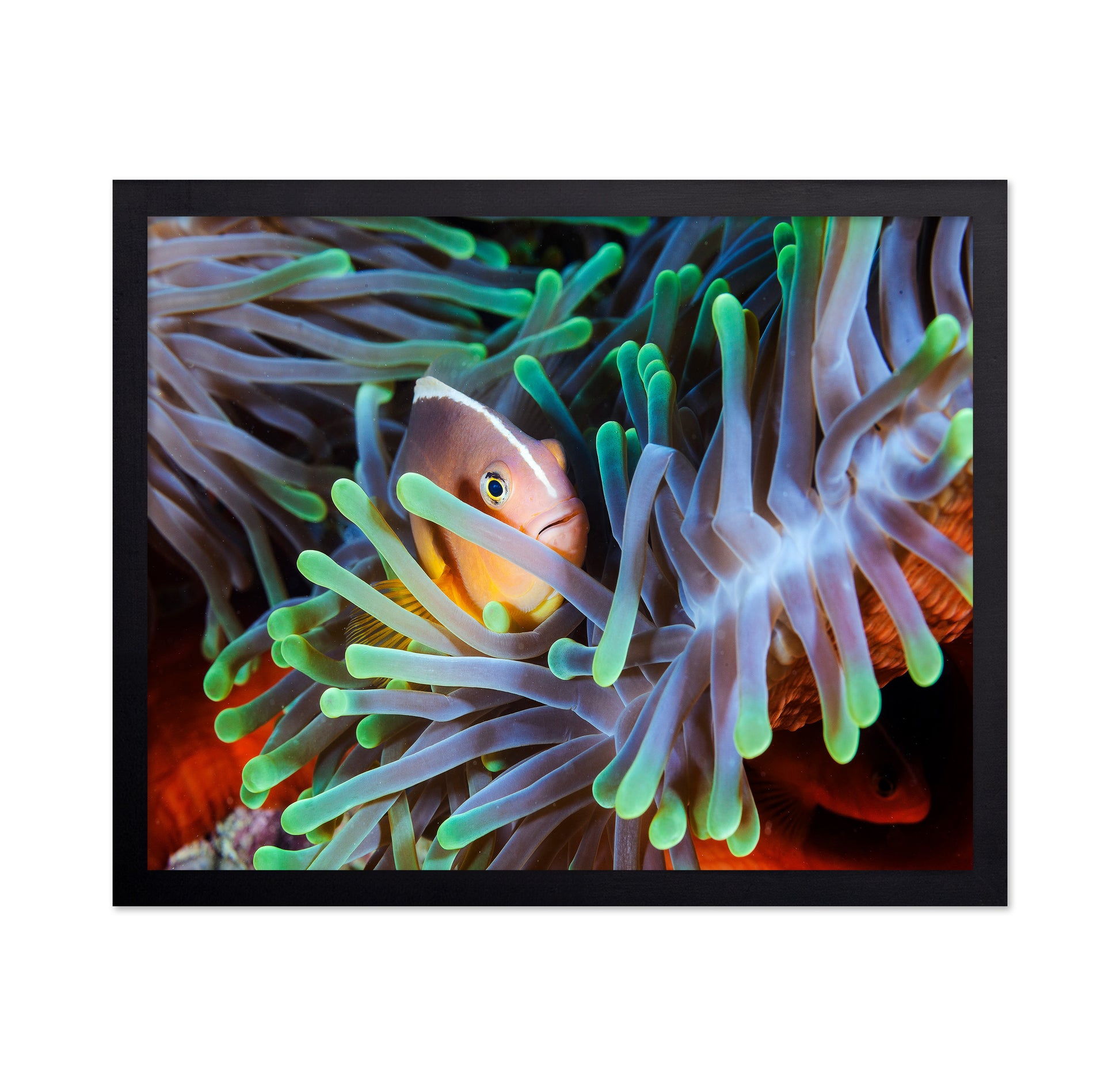 Clownfish