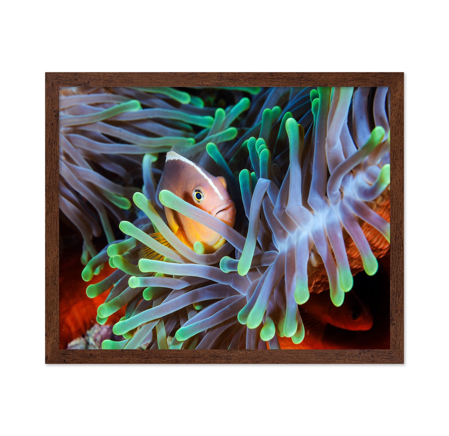 Clownfish