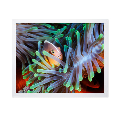 Clownfish
