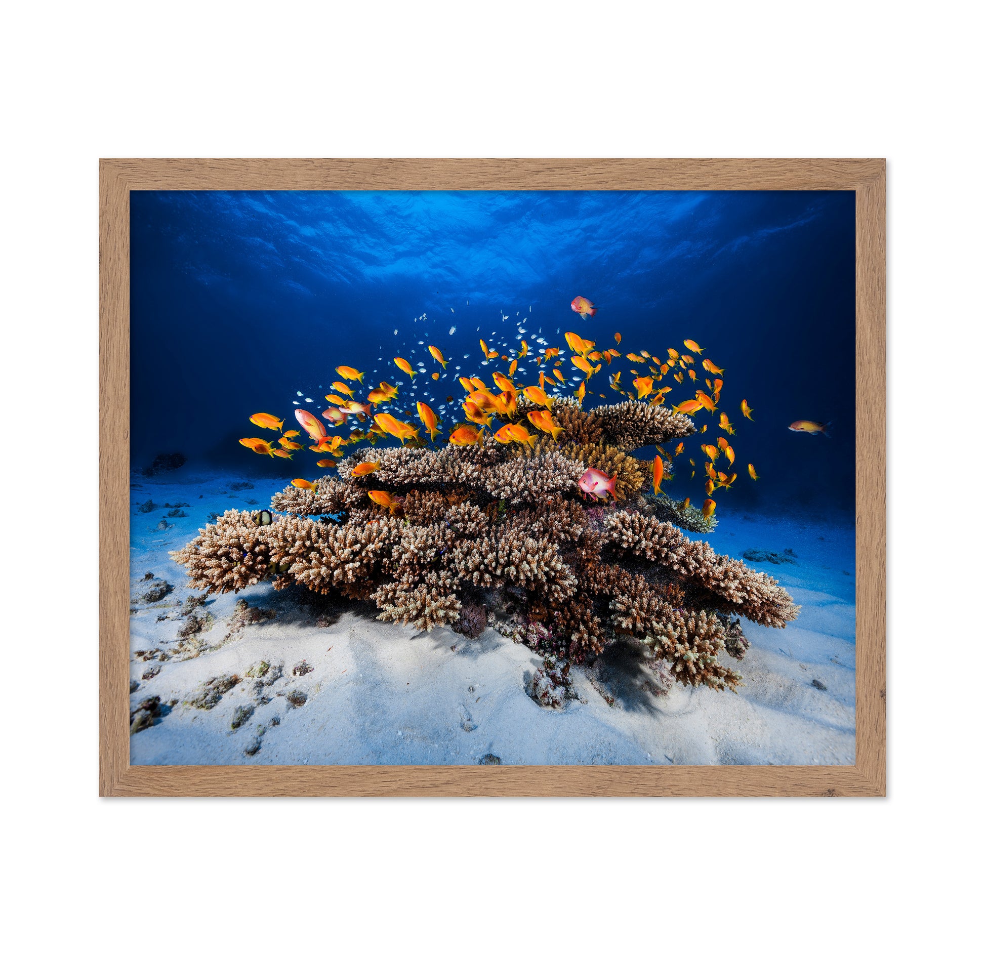 Marine Life