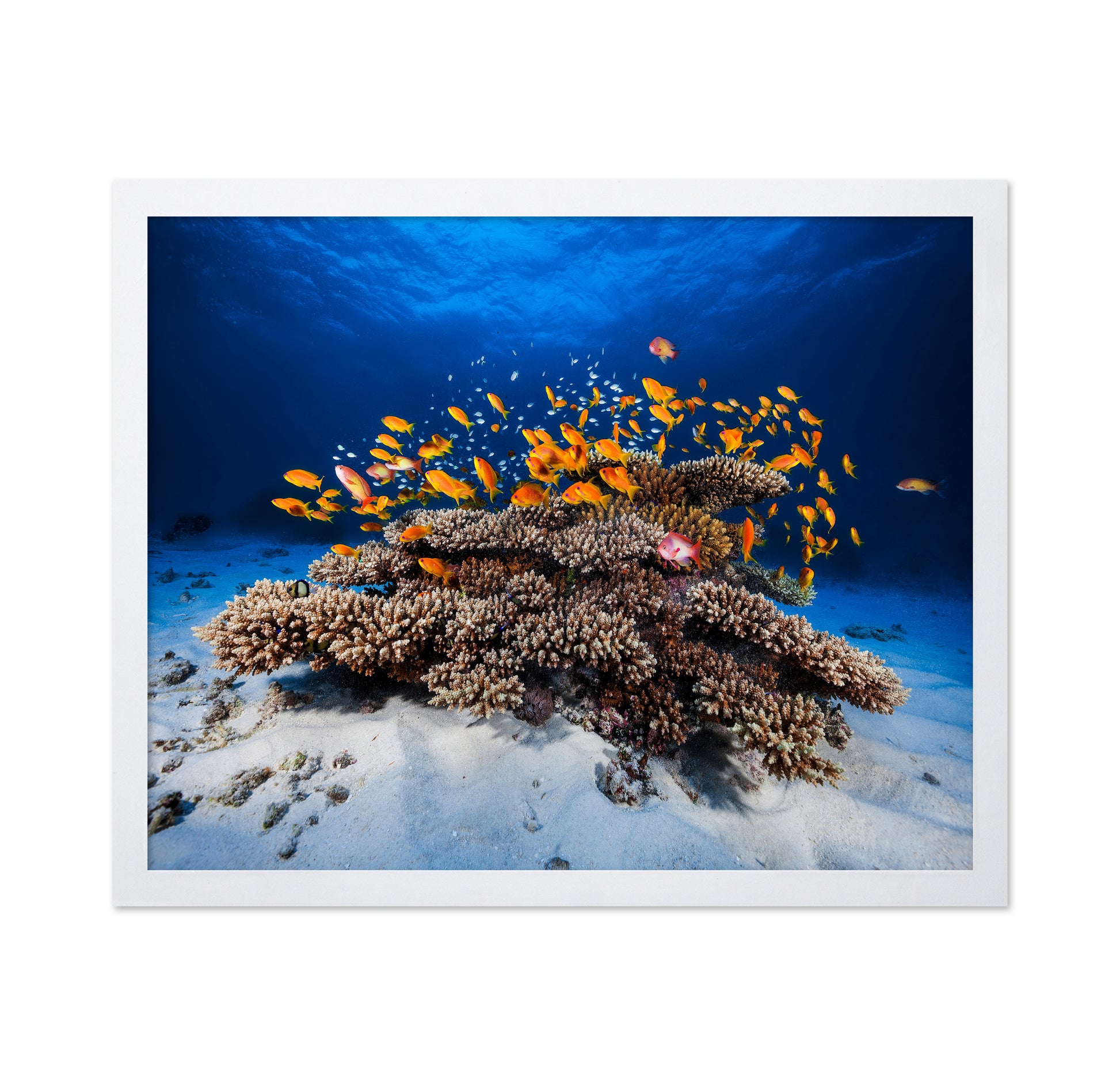 Marine Life