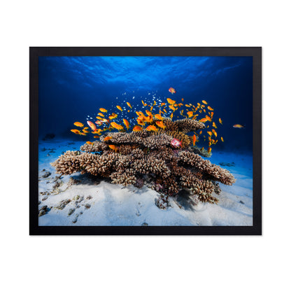 Marine Life