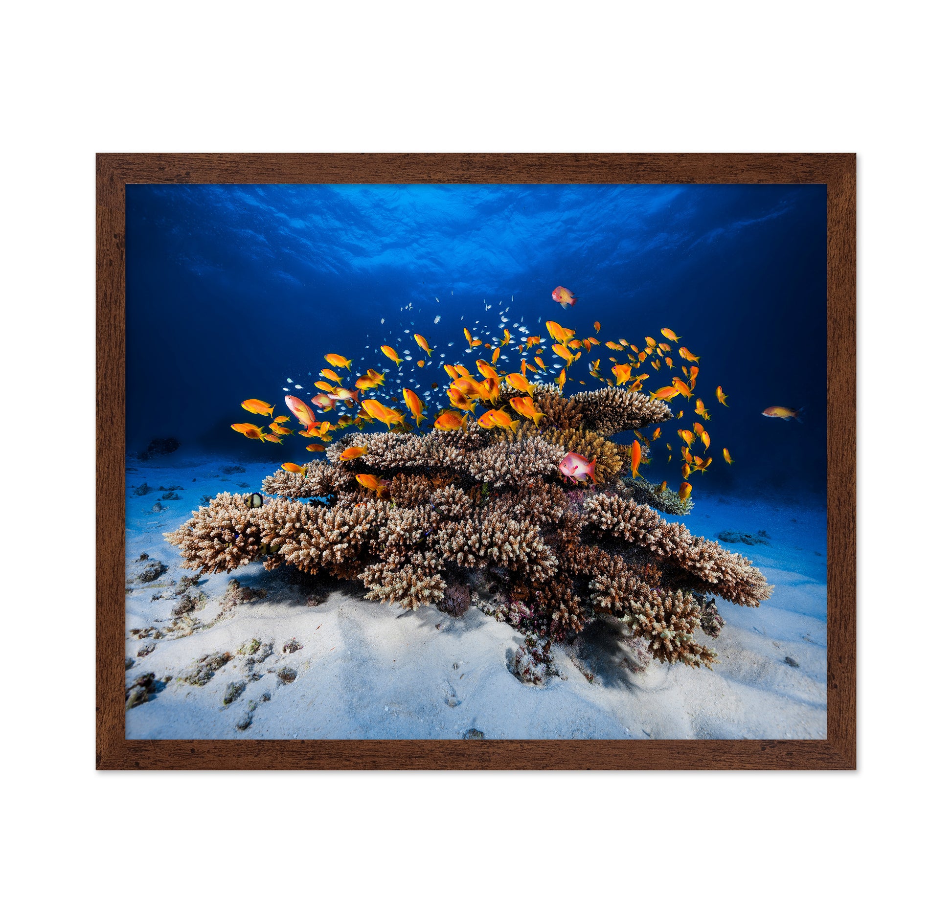 Marine Life