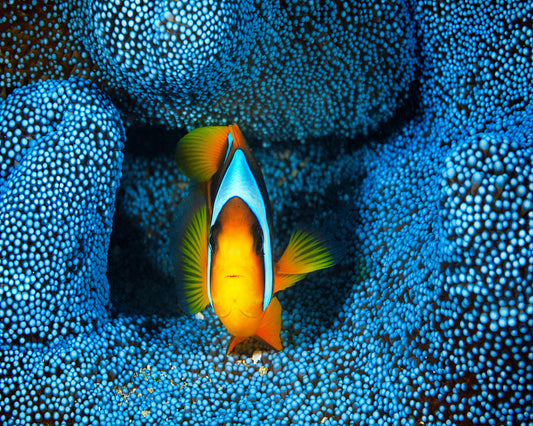 Clownfish In Blue Anacmon