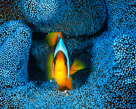 Clownfish In Blue Anacmon