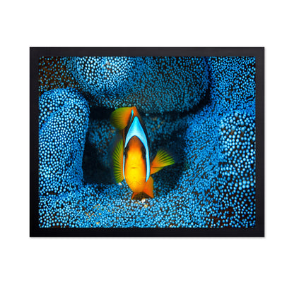 Clownfish In Blue Anacmon