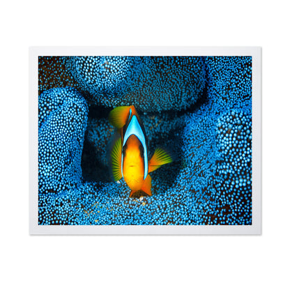 Clownfish In Blue Anacmon